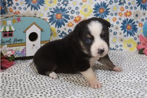 Kenny - Australian Shepherd for sale