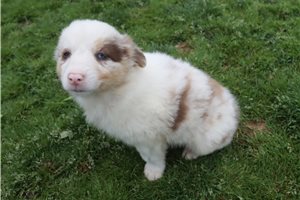 Pheobe - Australian Shepherd for sale