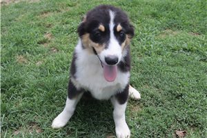 Phillip - puppy for sale