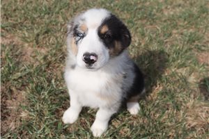 Ashe - Australian Shepherd for sale