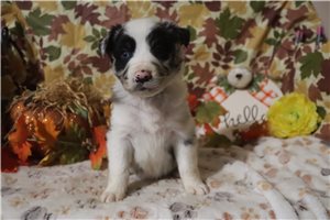 Louie - puppy for sale