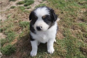 Patricia - Australian Shepherd for sale