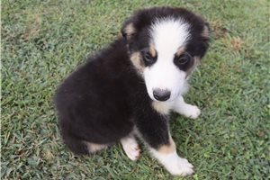 Johnny - Australian Shepherd for sale