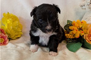 Herman - Australian Shepherd for sale