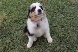 Moose - Australian Shepherd for sale