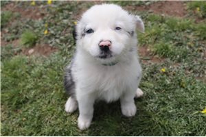 McCoy - Australian Shepherd for sale