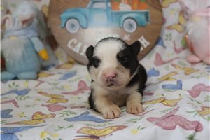 Mirren - Australian Shepherd for sale