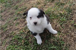 Destiny - puppy for sale