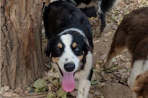 Paige - Australian Shepherd for sale
