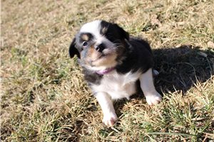 Sara - Australian Shepherd for sale