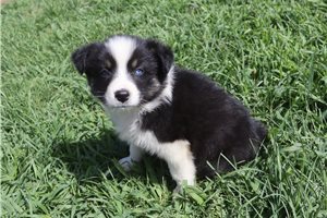 Josie - Australian Shepherd for sale
