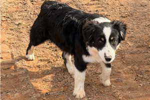 Laura - Australian Shepherd for sale