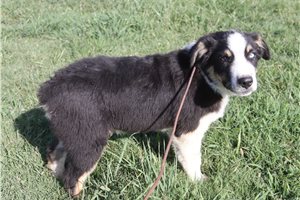 Julian - Australian Shepherd for sale