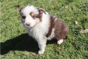 Persephone - Australian Shepherd for sale