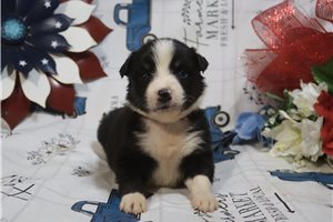 Jennifer - Australian Shepherd for sale