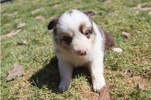Persephone - Australian Shepherd for sale