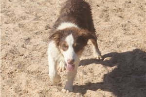 Pixie - puppy for sale