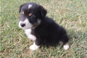 Edmund - Australian Shepherd for sale