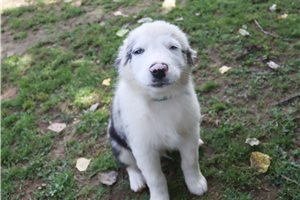 McCoy - Australian Shepherd for sale