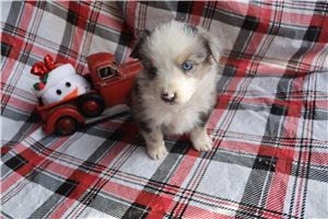 Helda - puppy for sale