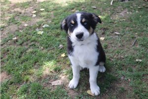 Kraven - Australian Shepherd for sale
