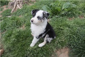 Lincoln - Australian Shepherd for sale