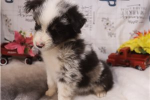 Lorenzo - Australian Shepherd for sale