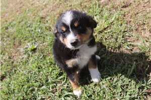 Mack - Australian Shepherd for sale