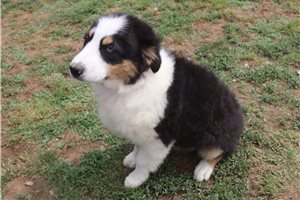 Patricia - Australian Shepherd for sale