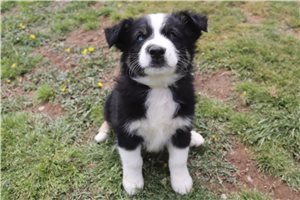 Smokey - puppy for sale