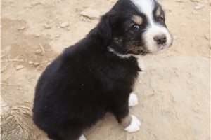 Eduardo - Australian Shepherd for sale