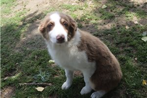 Pixie - puppy for sale