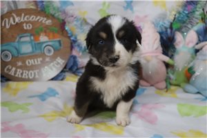 Luna - Australian Shepherd for sale