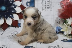 Jazzy - puppy for sale