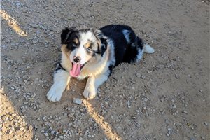Ryan - Australian Shepherd for sale