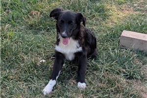 Herman - Australian Shepherd for sale