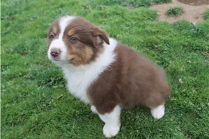 Pluto - Australian Shepherd for sale