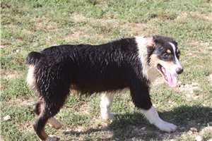 Phillip - puppy for sale