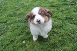 Pixie - Australian Shepherd for sale