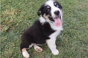 Julian - Australian Shepherd for sale