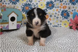 Kole - Australian Shepherd for sale
