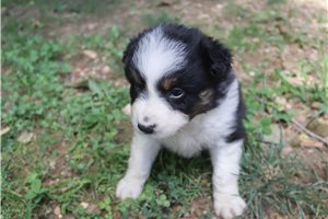 Myron - Australian Shepherd for sale