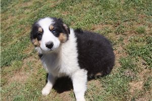 Patricia - Australian Shepherd for sale