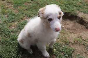 Pheobe - Australian Shepherd for sale