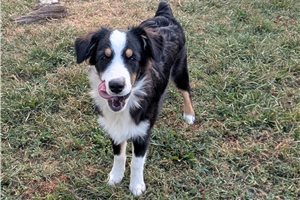 Hugo - Australian Shepherd for sale