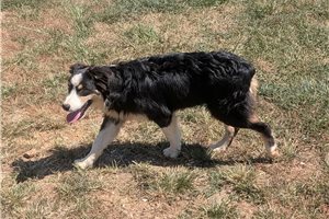 Isaac - Australian Shepherd for sale