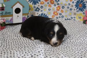 Mack - Australian Shepherd for sale