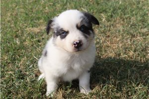 Elsie - Australian Shepherd for sale