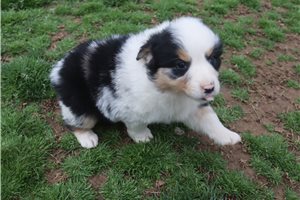 Kurt - Australian Shepherd for sale