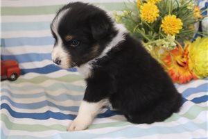 Kole - Australian Shepherd for sale